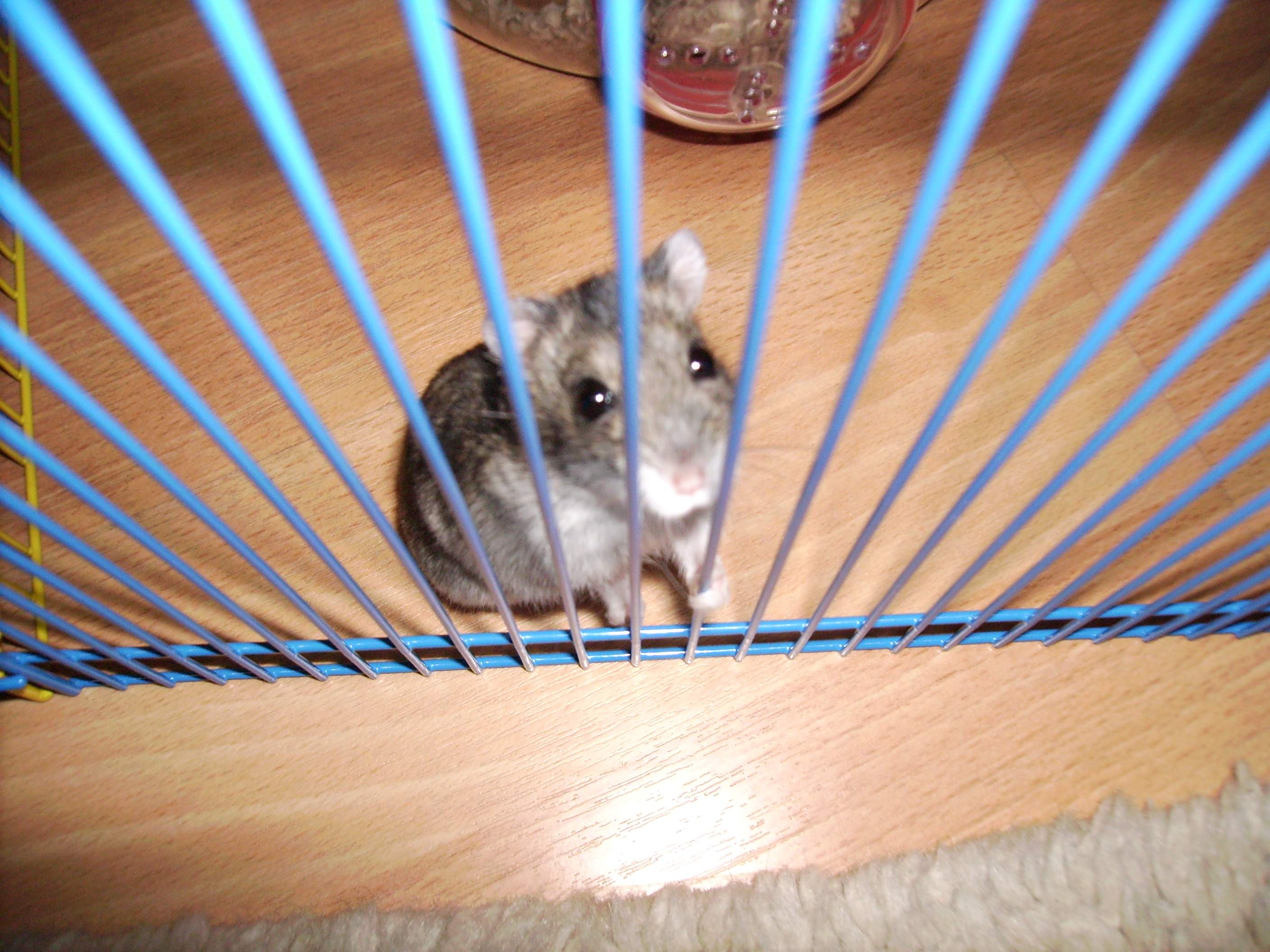 een heel lief plaatje van Jerry