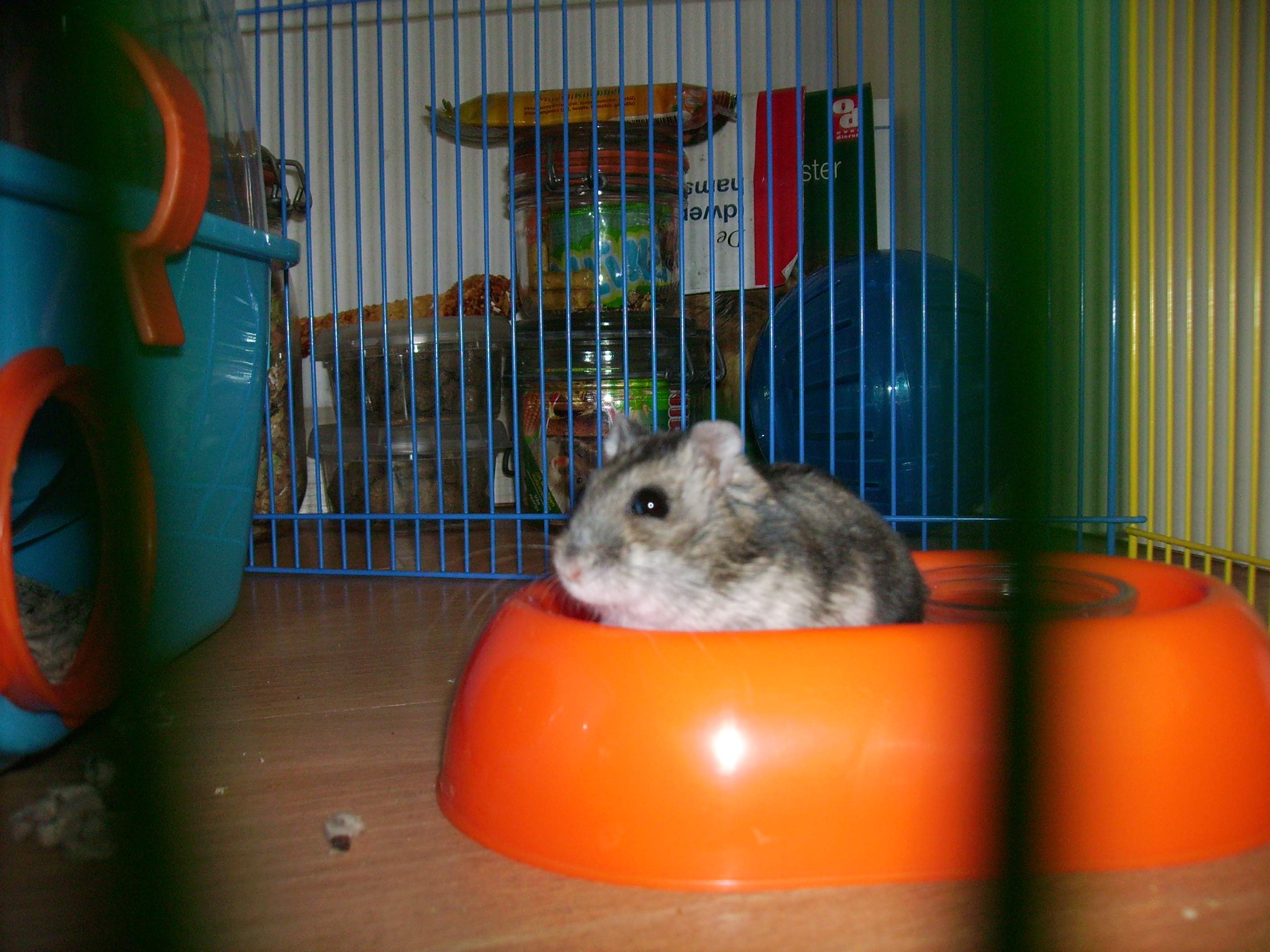 Jerry in zijn etensbakje