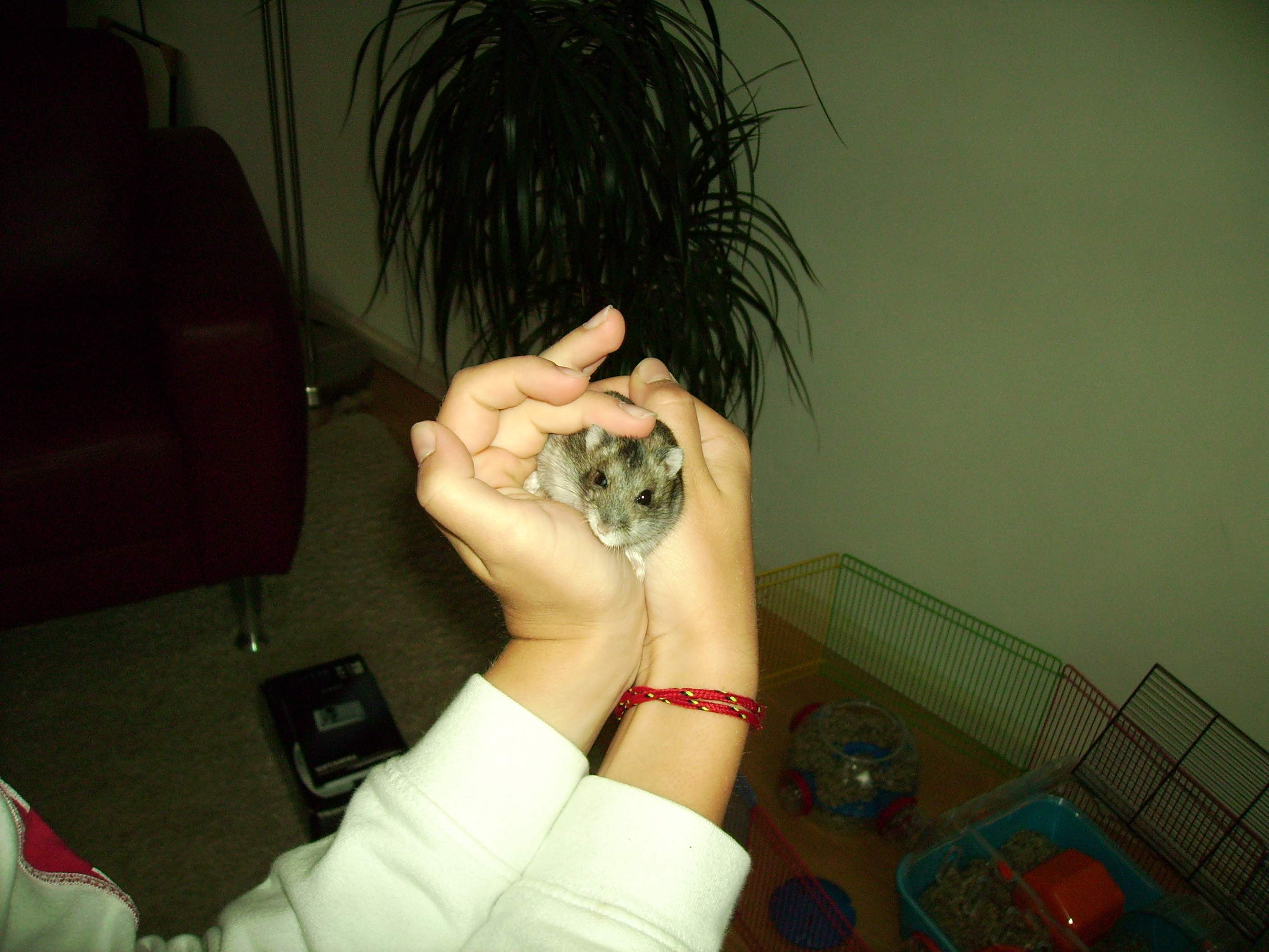 Jerry in mijn handen, kijk hoe klein en snoezig