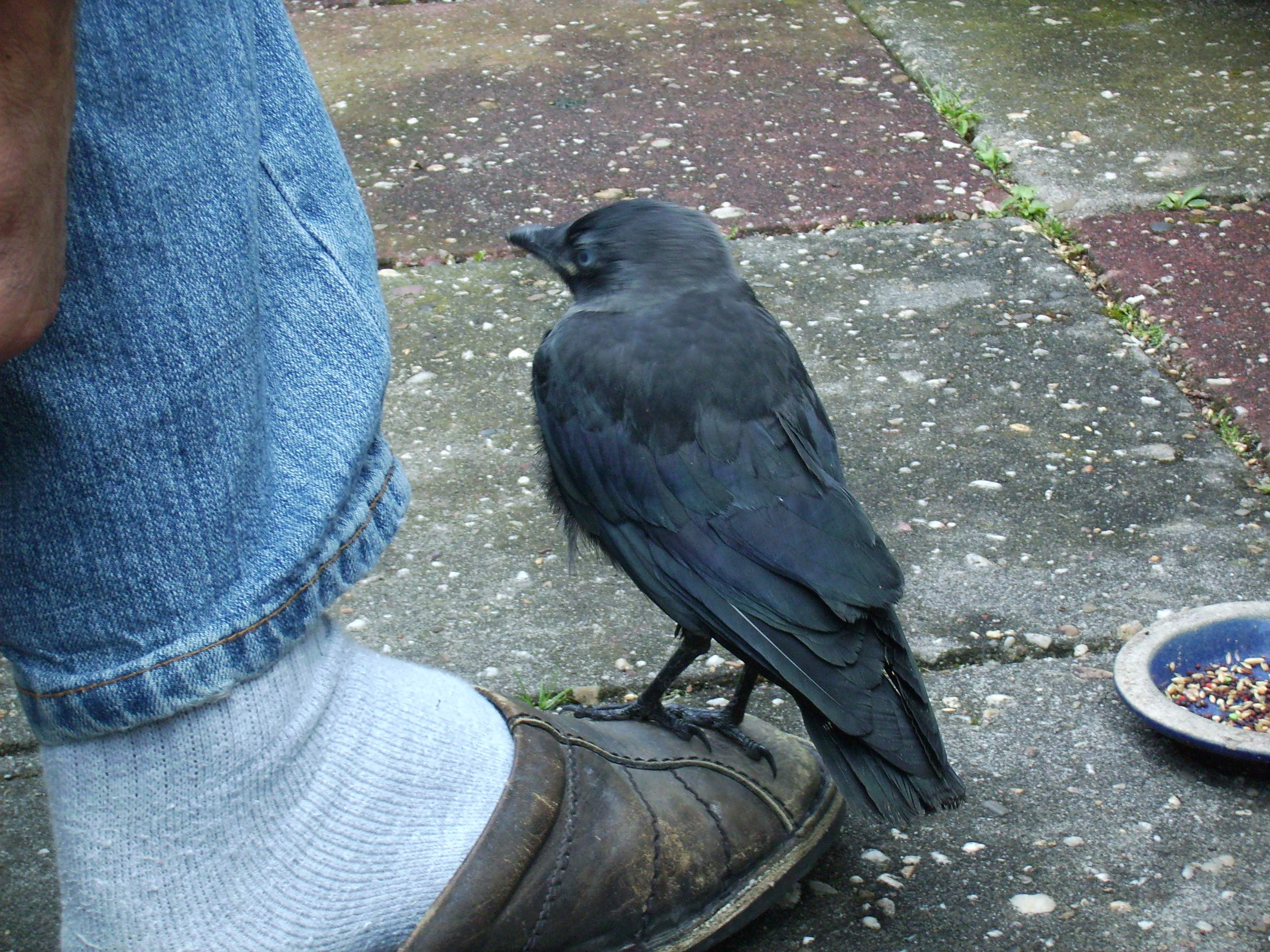 Kauwtje op Herman's schoen