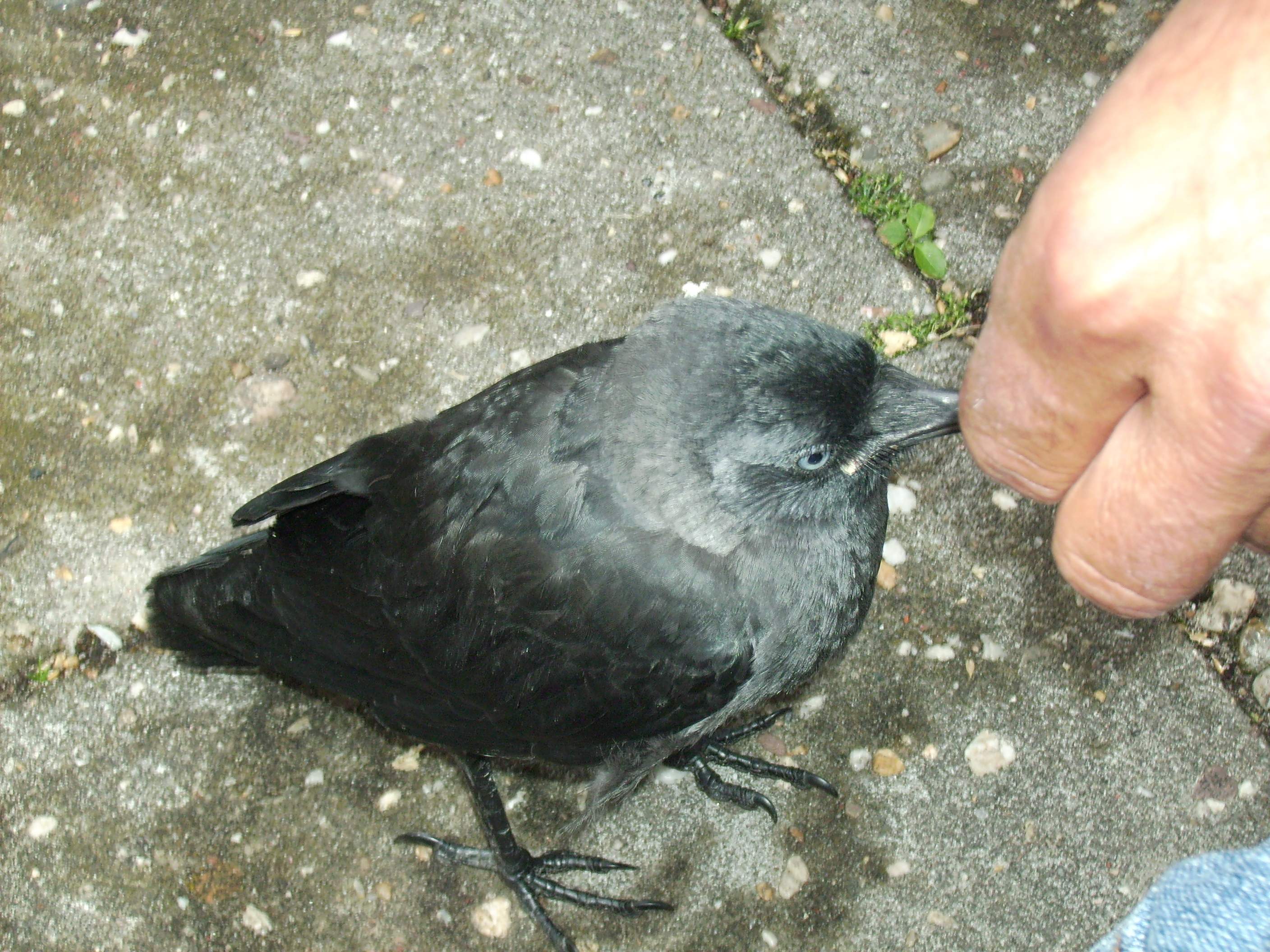 Kauwtje eet uit Herman's hand