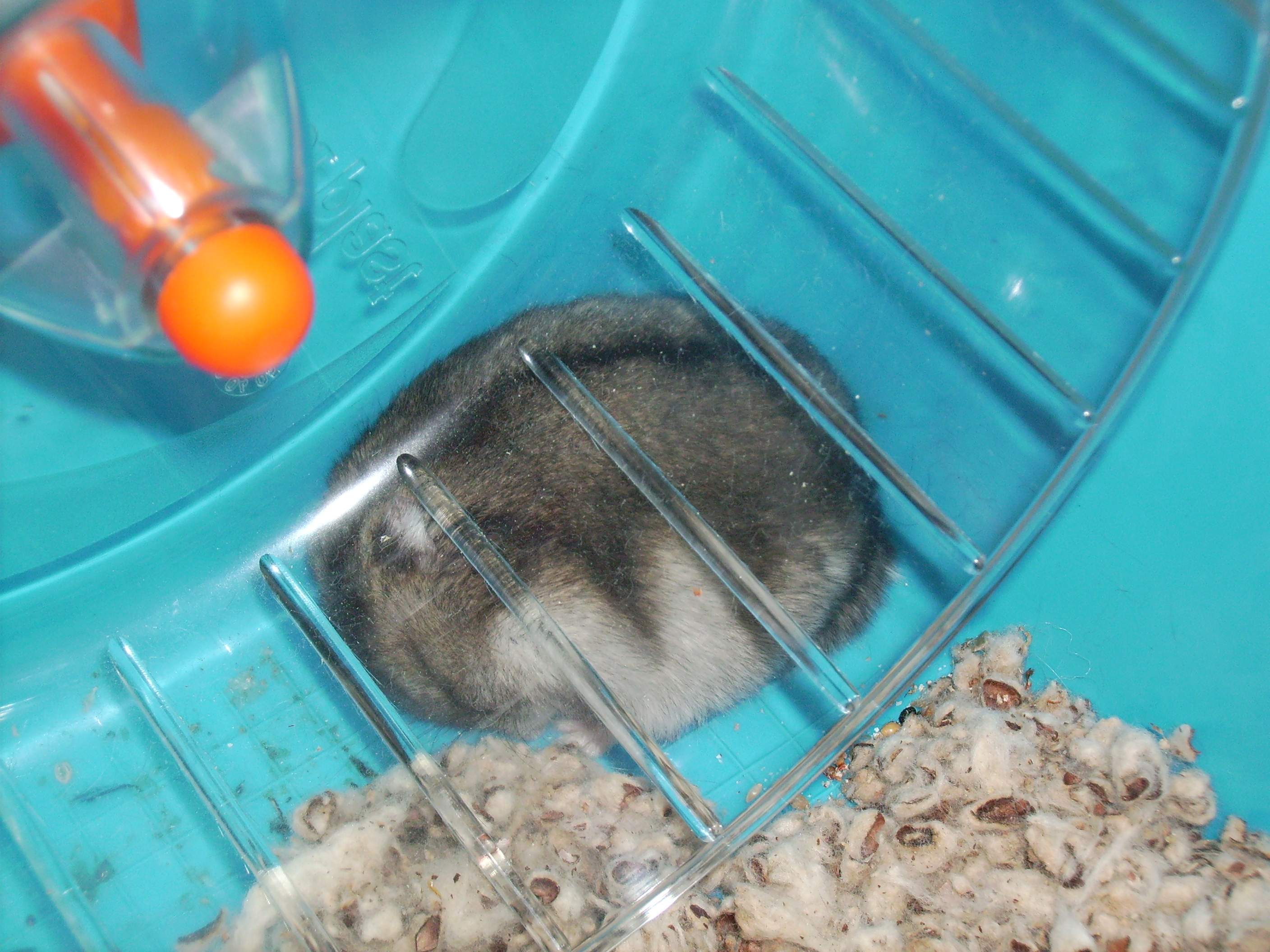 Jerry ligt te slapen onder zijn radje