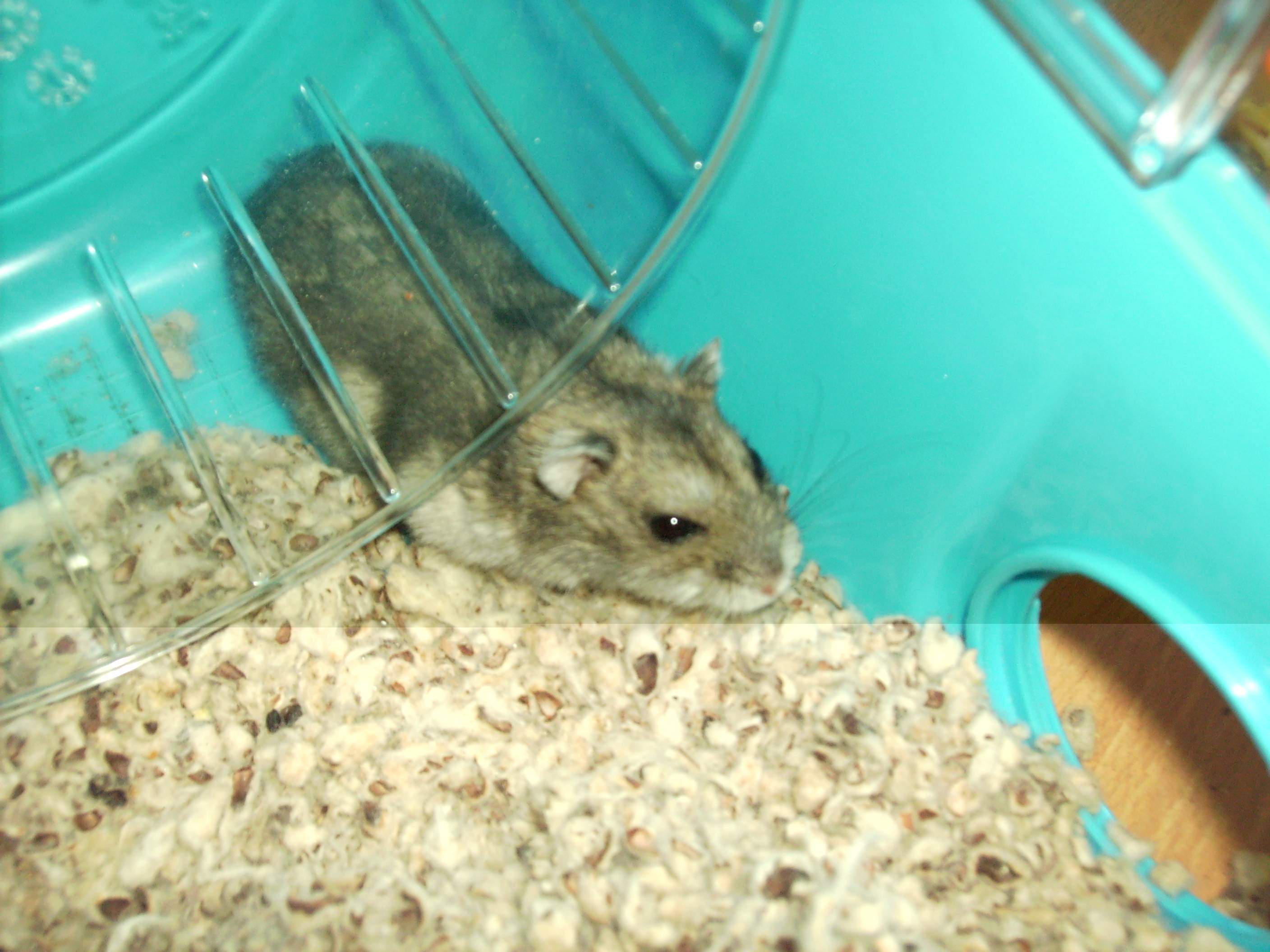 Jerry kruipt onder zijn radje weg