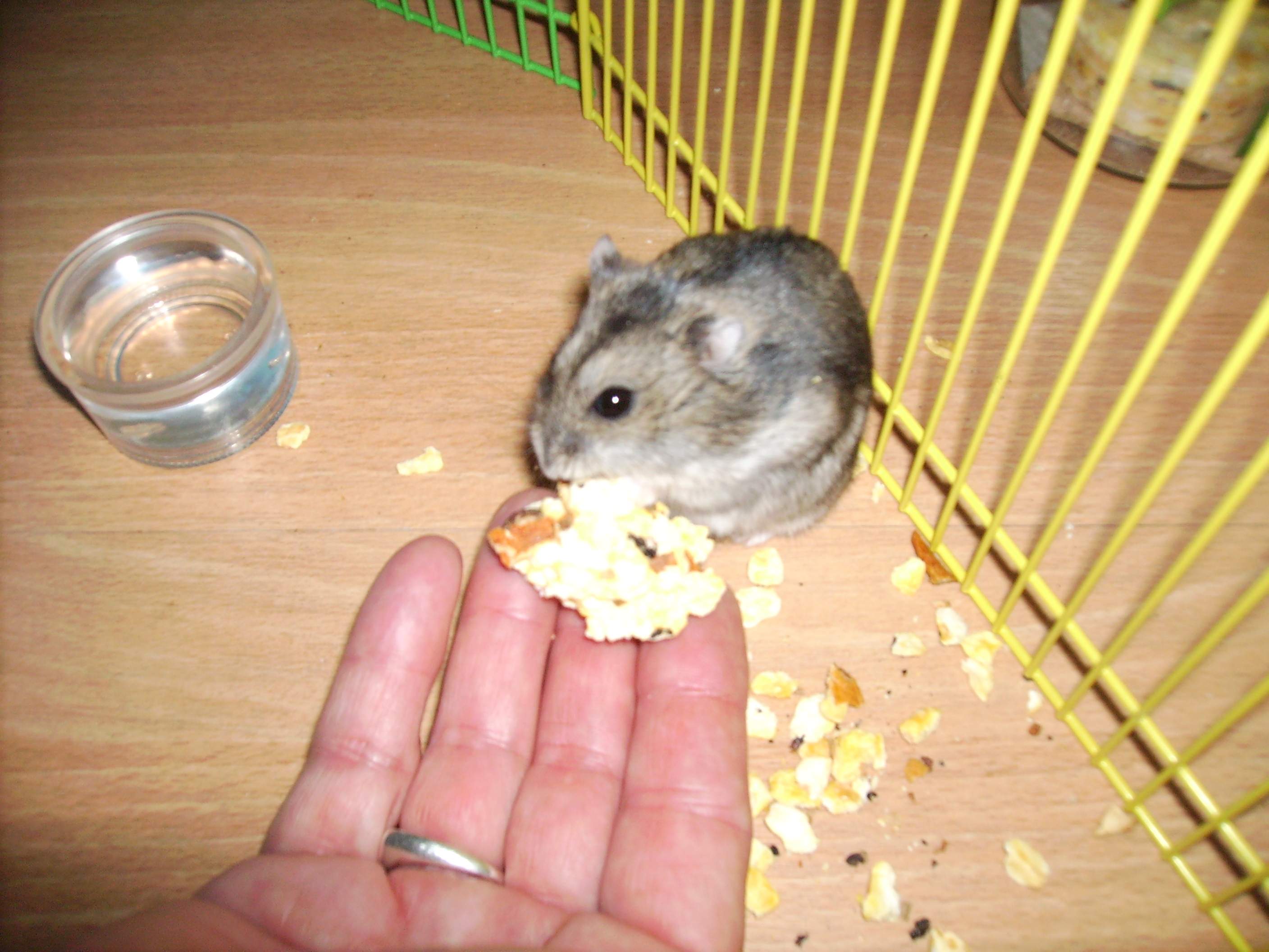 Jerry eet uit Bea's hand